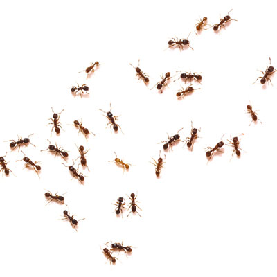 likwidacja mrówek