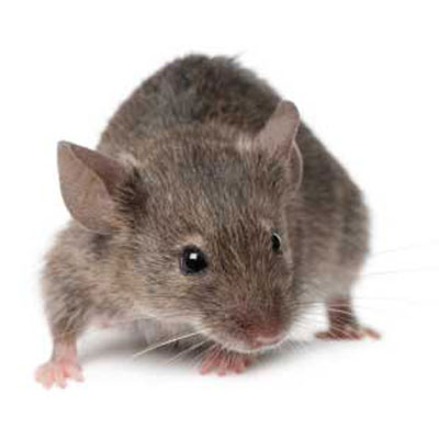 zwalczanie myszy